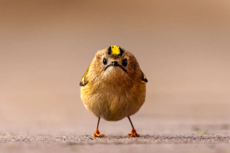 A small, round goldcrest bird stands facing forward on a flat, textured surface against a blurred, light brown background.