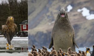 33 Grappige Foto’s Uit de Nikon Comedy Wildlife Awards