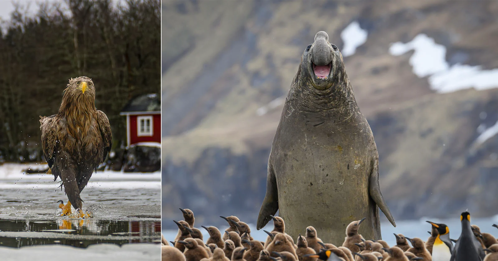 33 Grappige Foto's Uit de Nikon Comedy Wildlife Awards