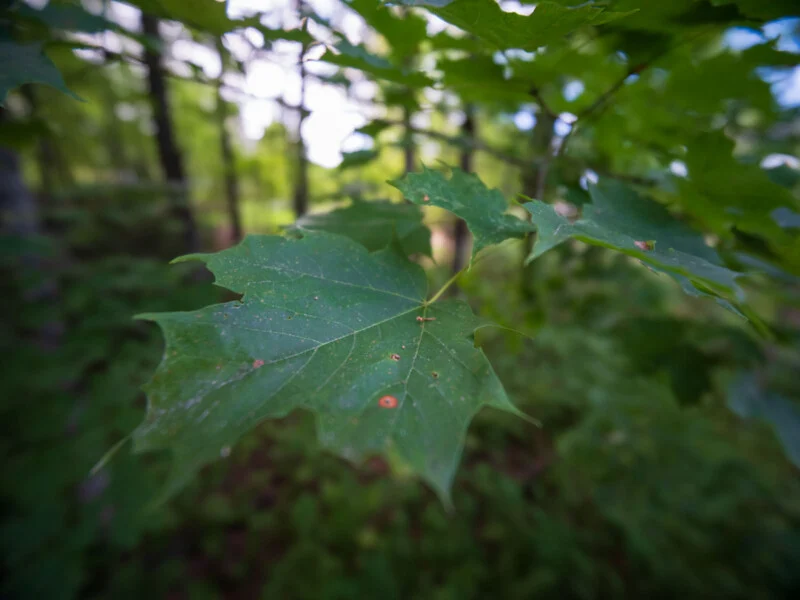 A close-up of a green maple leaf with small orange spots, hanging from a branch in a blurred forest setting.