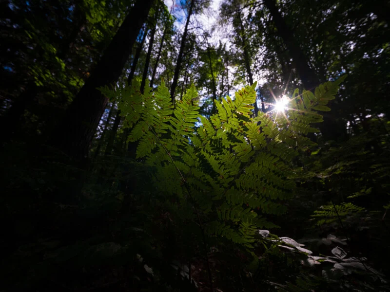 A bright green fern is backlit by sunlight filtering through the canopy of a dark, dense forest.