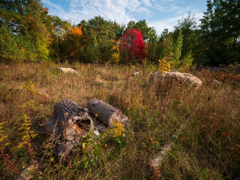 A stack of logs sits in a field of dry grass and wildflowers, with a forest showing autumn colors in the background.