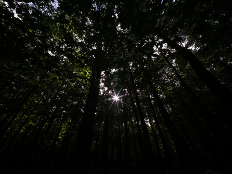 Sunlight filters through a dense canopy of dark trees, creating a bright starburst effect in the center.