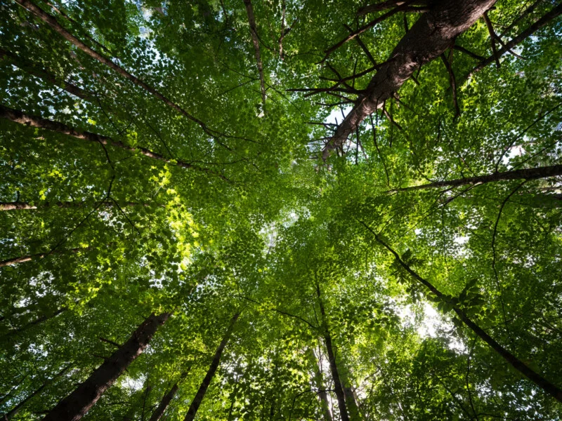 A low-angle view looking up through the dense, green canopy of a forest toward the bright sky.