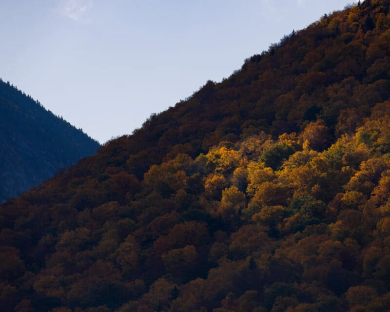 A mountainside covered in dense autumn forest with golden sunlight illuminating a patch of trees against a dark, shadowed slope.