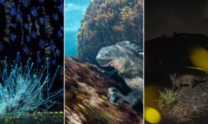 20 Winnaars van de Europese Wildlife Fotograaf van het Jaar 2026