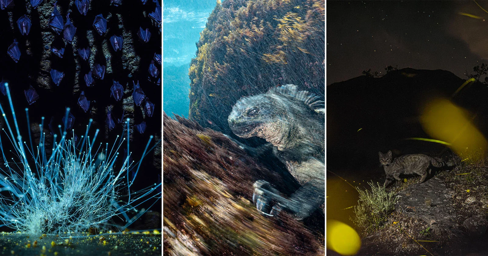 20 Winnaars van de Europese Wildlife Fotograaf van het Jaar 2026