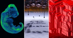 52 bekroonde Nikon Small World-foto's onthullen een verborgen wereld