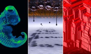 52 bekroonde Nikon Small World-foto’s onthullen een verborgen wereld