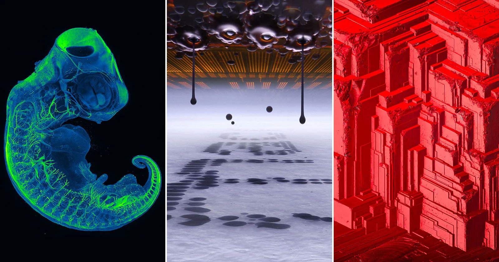 52 bekroonde Nikon Small World-foto's onthullen een verborgen wereld