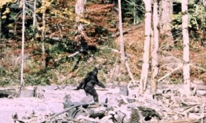 60 jaar oud gevonden videobeelden bewijzen dat de beroemde Bigfoot-beelden een hoax zijn