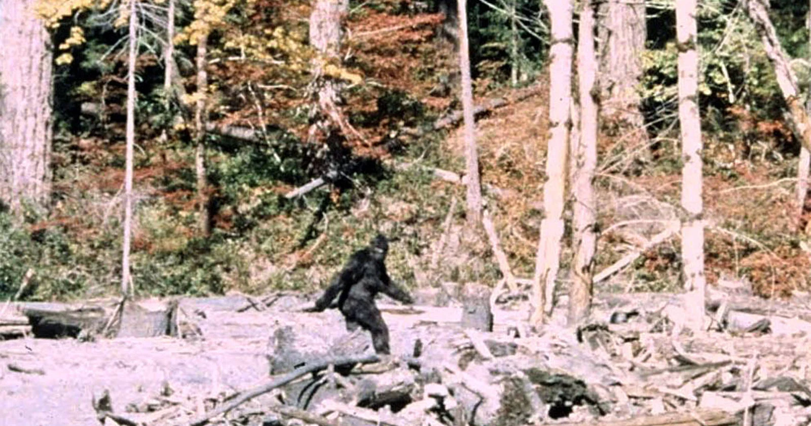 60 jaar oud gevonden videobeelden bewijzen dat de beroemde Bigfoot-beelden een hoax zijn