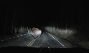 Dashcam legt vast hoe een bizon de vrachtwagen ramde in de nacht