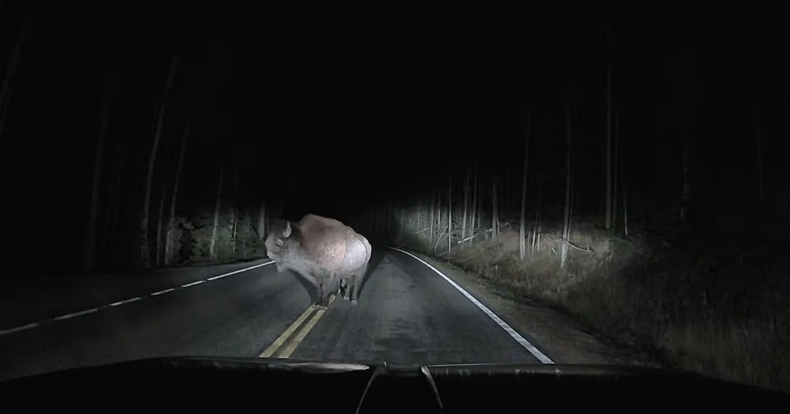 Dashcam legt vast hoe een bizon de vrachtwagen ramde in de nacht