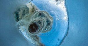 Een Zeehond in Paniek: Dreigende IJsbeerfoto Wint Prijs