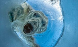 Een Zeehond in Paniek: Dreigende IJsbeerfoto Wint Prijs
