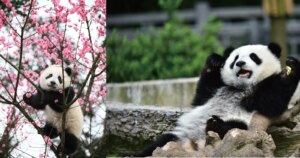 Fotoboek onthult de verhalen achter de Chinese reuzenpanda's