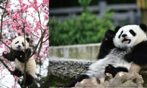 Fotoboek onthult de verhalen achter de Chinese reuzenpanda’s
