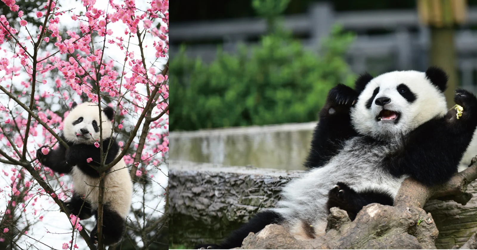 Fotoboek onthult de verhalen achter de Chinese reuzenpanda's