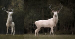 Fotograaf ontmoet een majestueus witte hert
