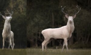 Fotograaf ontmoet een majestueus witte hert