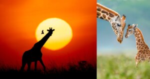Indrukwekkende foto's belichten giraffen in Afrika