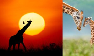Indrukwekkende foto’s belichten giraffen in Afrika