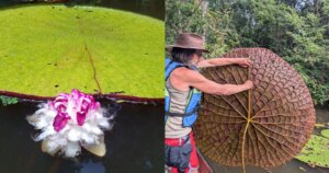 Instagram-selfie leidt per ongeluk tot de ontdekking van een reusachtige waterlelie-soort