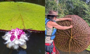 Instagram-selfie leidt per ongeluk tot de ontdekking van een reusachtige waterlelie-soort