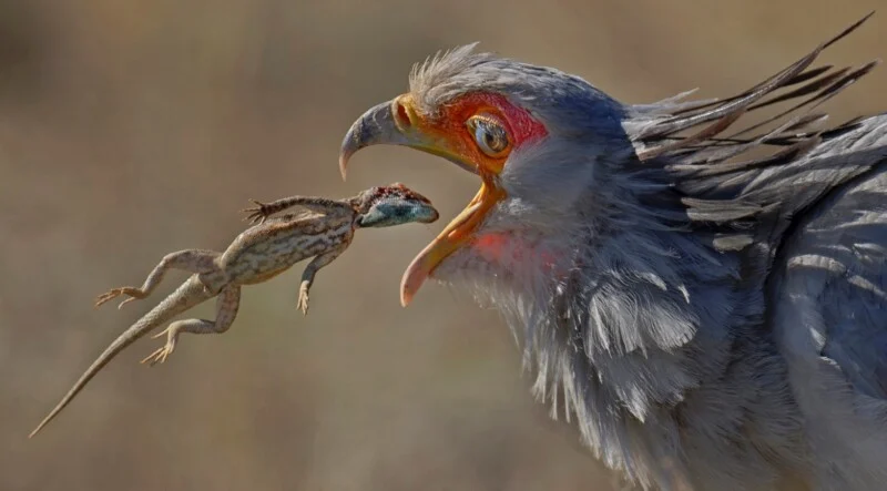 A secretary bird with grey feathers and a red facial patch opens its beak to catch a small lizard suspended in the air.