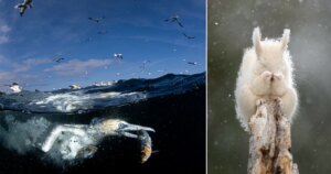 ‘Wonder’ onderwater-vogelfoto wint de 74e editie van de Nikkor Fotowedstrijd