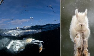 ‘Wonder’ onderwater-vogelfoto wint de 74e editie van de Nikkor Fotowedstrijd