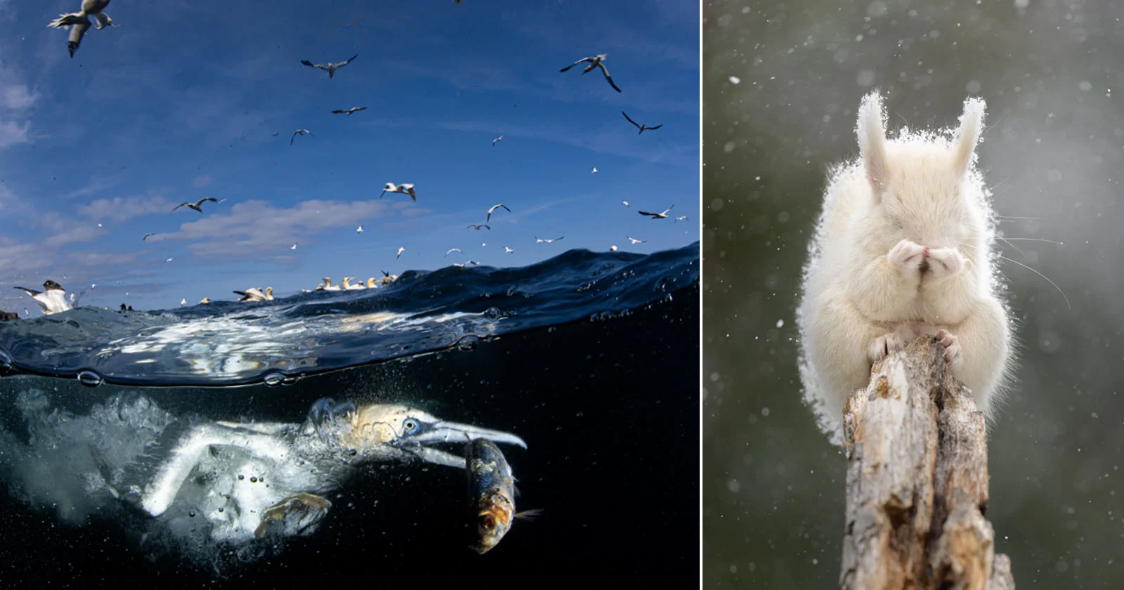 ‘Wonder’ onderwater-vogelfoto wint de 74e editie van de Nikkor Fotowedstrijd